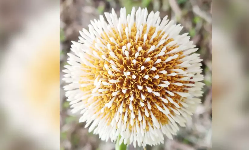 കാ​ഴ്​​ച​യു​ടെ വി​രു​ന്നൊ​രു​ക്കി കൊ​​റോ​​ണ​​പ്പൂ