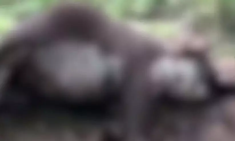 ചരിഞ്ഞ കാട്ടാനക്ക് ആന്ത്രാക്സ് ബാധ സ്ഥിരീകരിച്ചു ചരിഞ്ഞ കാട്ടാനക്ക് ആന്ത്രാക്സ് ബാധ സ്ഥിരീകരിച്ചു