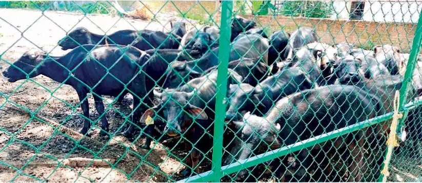 പോത്തുകൾ തൊണ്ടിമുതലും ദൃക്സാക്ഷിയും; ലേല​ം ചെയ്യാൻ പാലക്കാട്​ നഗരസഭ