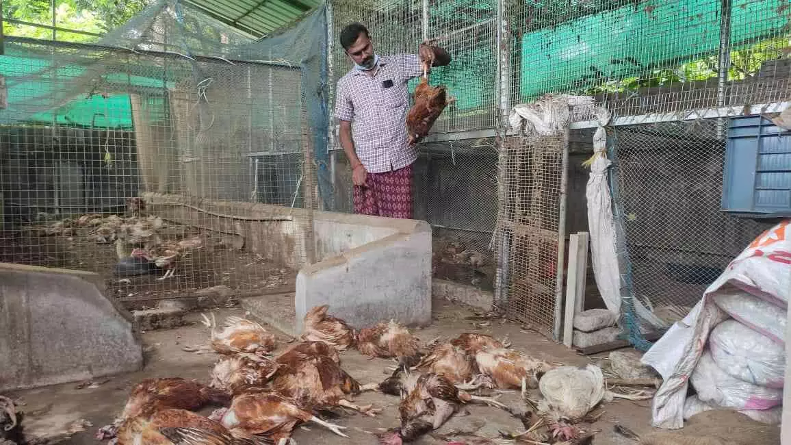 കര്ഷകന്റെ ഇരുനൂറോളം മുട്ടകോഴികൾ ചത്ത നിലയിൽ; ആസൂത്രിതമെന്ന് പരാതി കര്ഷകന്റെ ഇരുനൂറോളം മുട്ടകോഴികൾ ചത്ത നിലയിൽ; ആസൂത്രിതമെന്ന് പരാതി