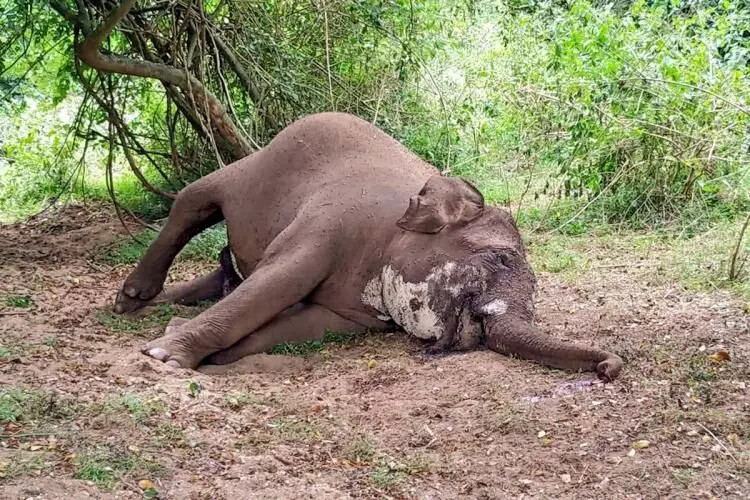 കാട്ടാനക്ക് ആന്ത്രാക്സ് കാട്ടാനക്ക് ആന്ത്രാക്സ്