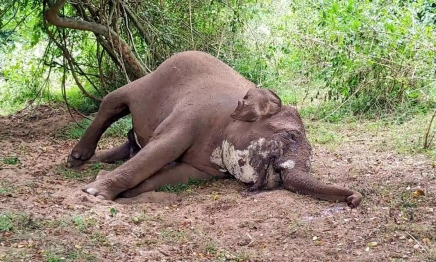 കാട്ടാനക്ക്​ ആന്ത്രാക്​സ്​