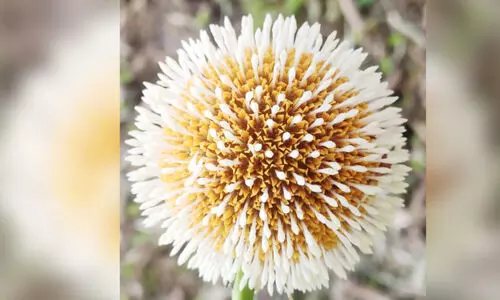 കാ​ഴ്​​ച​യു​ടെ വി​രു​ന്നൊ​രു​ക്കി കൊ​​റോ​​ണ​​പ്പൂ