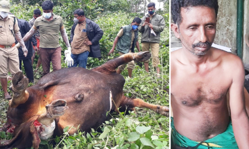 forest officers checking wild buffalo