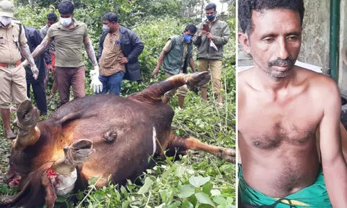forest officers checking wild buffalo