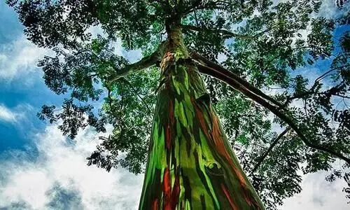 രഹസ്യം പറയുന്ന മഴവിൽ മരങ്ങൾ