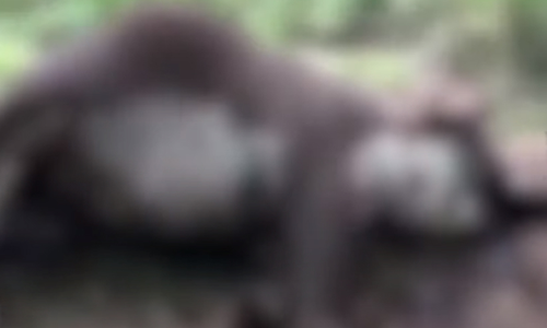 ചരിഞ്ഞ കാട്ടാനക്ക് ആന്ത്രാക്സ് ബാധ സ്ഥിരീകരിച്ചു