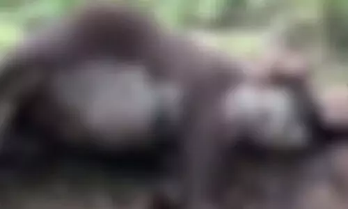 ചരിഞ്ഞ കാട്ടാനക്ക് ആന്ത്രാക്സ് ബാധ സ്ഥിരീകരിച്ചു