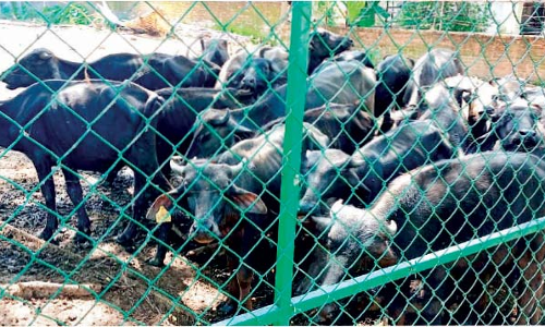 പോത്തുകൾ തൊണ്ടിമുതലും ദൃക്സാക്ഷിയും; ലേല​ം ചെയ്യാൻ പാലക്കാട്​ നഗരസഭ