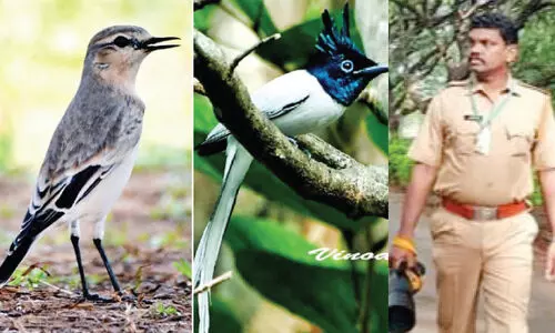 migratory birds, vinod kumar