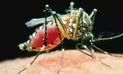 എറണാകുളത്തും സിക വൈറസ്