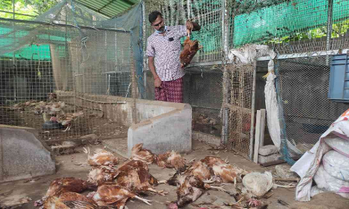 കര്‍ഷകന്‍റെ ഇരുനൂറോളം മുട്ടകോഴികൾ ചത്ത നിലയിൽ;  ആസൂത്രിതമെന്ന് പരാതി