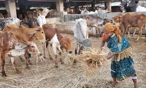 അസമിൽ ക്ഷേത്രത്തി​ന്‍റെ അഞ്ച്​ കിലോമീറ്റർ പരിധിയിൽ​ ഗോമാംസ നിരോധനം