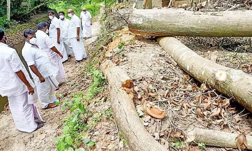 tree felling tree felling