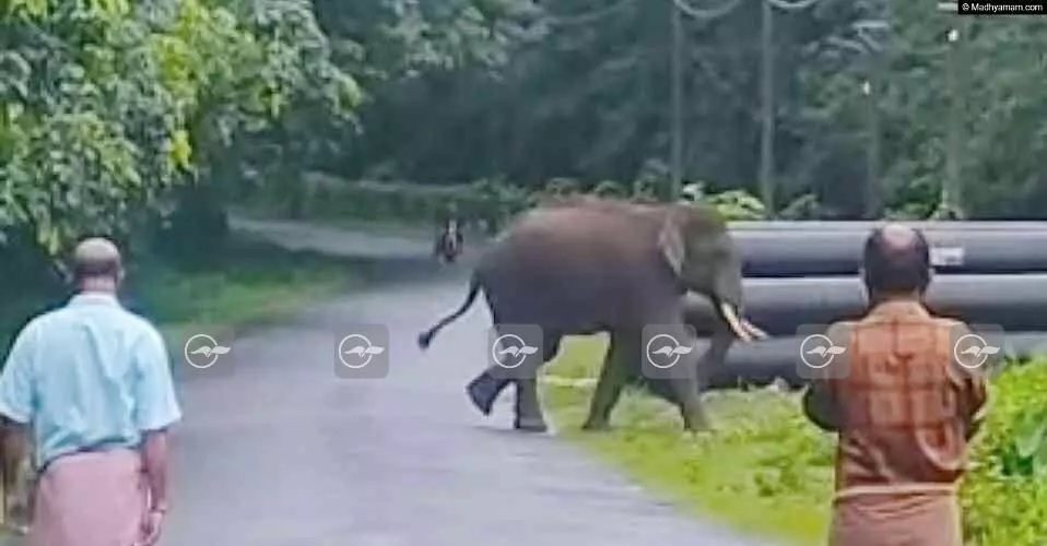 കാരിക്കുളത്ത് കാട്ടാനയിറങ്ങി കൃഷി നശിപ്പിച്ചു കാരിക്കുളത്ത് കാട്ടാനയിറങ്ങി കൃഷി നശിപ്പിച്ചു