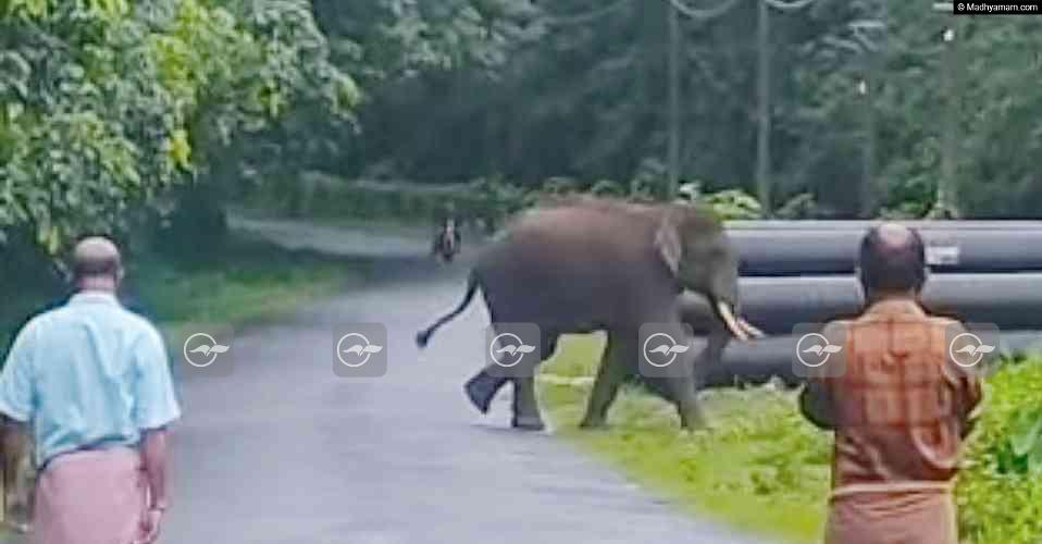 കാരിക്കുളത്ത് കാട്ടാനയിറങ്ങി കൃഷി നശിപ്പിച്ചു