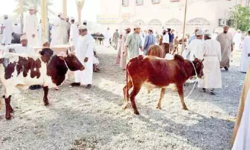 ഇൗ വർഷം ഹബ്ത ചന്തകൾ ഒാൺലൈനിൽ