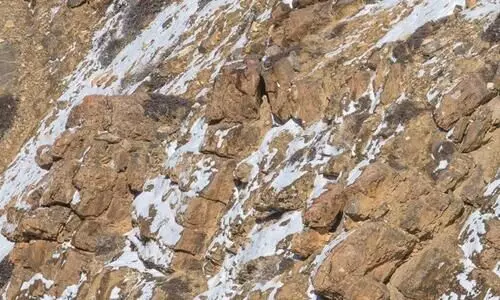 A snow leopard is hiding in this pic