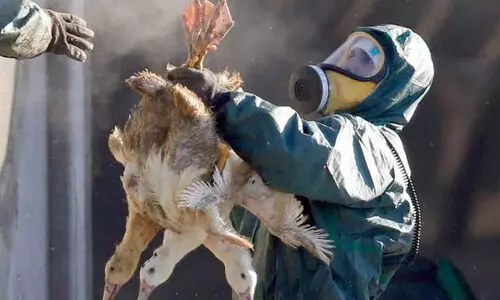 ചൈനയിൽ ഒരാൾക്ക്​​ എച്ച് 5 എൻ 6 വകഭേദത്തിലുള്ള പക്ഷിപ്പനി സ്ഥിരീകരിച്ചു