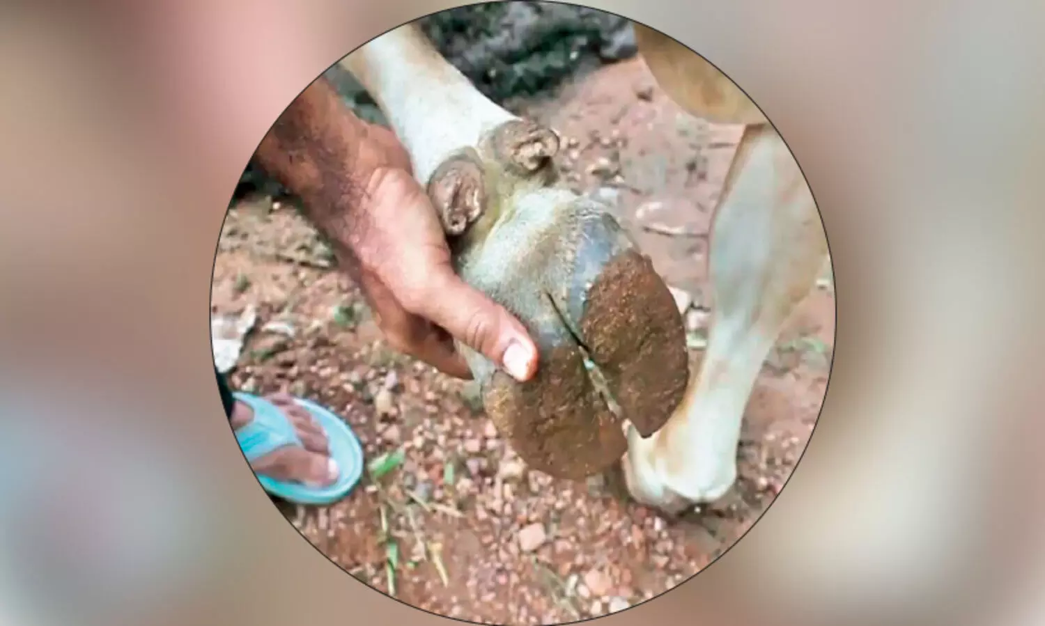 കു​ള​മ്പു​രോ​ഗം: പ്ര​തി​രോ​ധ കു​ത്തി​വെ​പ്പ്​ ഊ​ര്‍ജി​ത​മാ​ക്കി