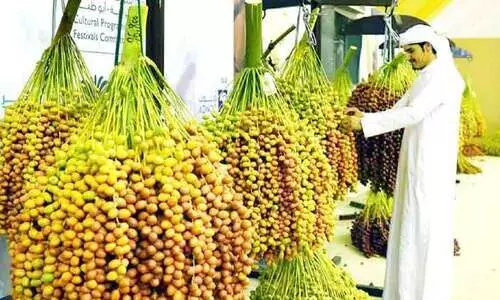 ലിവ ഈന്തപ്പഴോത്സവത്തിന് തുടക്കം