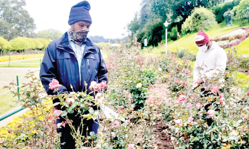 ര​ണ്ടാം സീ​സ​ൺ; ഊ​ട്ടി റോ​സ് ഗാ​ർ​ഡ​നി​ൽ ഒ​രു​ക്ക​മാ​യി