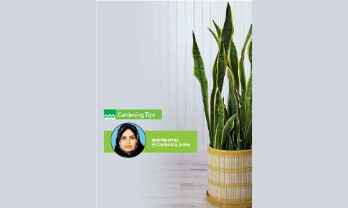 ട്രെ​ൻ​ഡി​ങ്​ ആ​ണ്​ സ്​​നേ​ക്ക്​ പ്ലാ​ൻ​റ്​