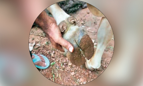 കു​ള​മ്പു​രോ​ഗം: പ്ര​തി​രോ​ധ കു​ത്തി​വെ​പ്പ്​ ഊ​ര്‍ജി​ത​മാ​ക്കി