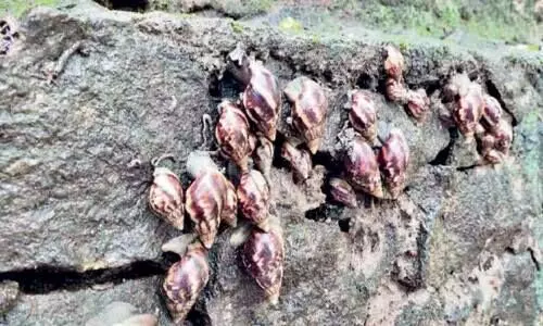 ആരോഗ്യ ഭീഷണിയായി ആഫ്രിക്കൻ ഒച്ചുകൾ