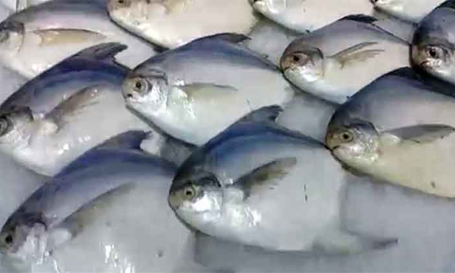 കുവൈത്ത്​ കടലിൽ ആവോലി പിടിക്കുന്നതിനുള്ള നിരോധനം നീക്കി