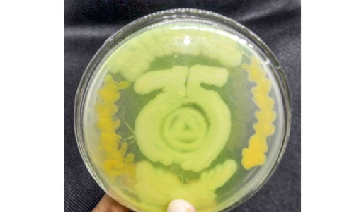 അഗാർ ആർട്ട്: പ്ലാറ്റിനം ജൂബിലി വർഷത്തിൽ എസ്.ഡി കോളജിന് വ്യത്യസ്ത ആദരമൊരുക്കി ബോട്ടണി വിഭാഗം