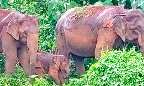 കുട്ടിയാനക്ക് വൈകല്യം മൂലം നടക്കാൻ കഴിയുന്നില്ല;  ചിമ്മിനി റോഡിന്​ സമീപം കാട്ടാനകൾ തമ്പടിക്കുന്നു