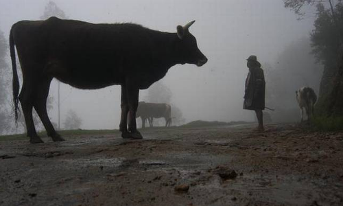 ബലിപെരുന്നാൾ​: കശ്​മീരിൽ പശു, കിടാവ്​, ഒട്ടകം കശാപ്പ്​ നിരോധിച്ചു