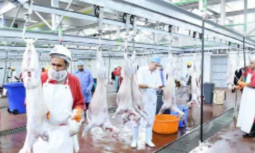 കോവിഡ്​ മുൻകരുതലോടെ അബൂദബിയിലെ അറവുശാലകൾ