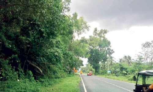 വട്ടപ്പാറ ഇറക്കത്തിൽ അപകട ഭീഷണിയായി മരങ്ങൾ വട്ടപ്പാറ ഇറക്കത്തിൽ അപകട ഭീഷണിയായി മരങ്ങൾ