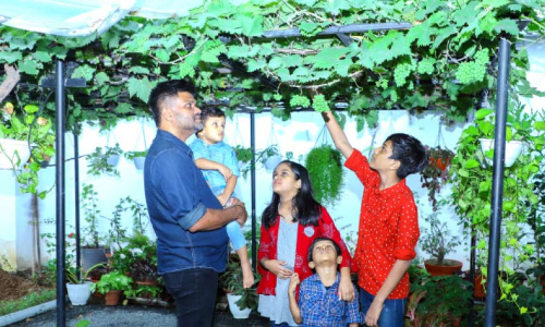 അൽപം പുളിക്കും വളരാൻ; വിളഞ്ഞാലോ തേനൂറും മുന്തിരിക്കാലം