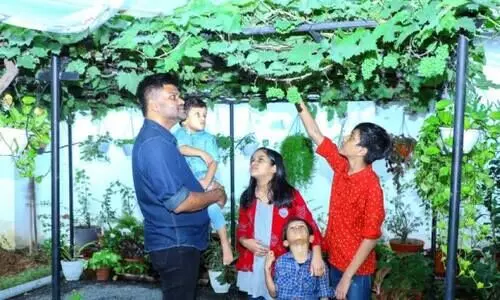 അൽപം പുളിക്കും വളരാൻ; വിളഞ്ഞാലോ തേനൂറും മുന്തിരിക്കാലം