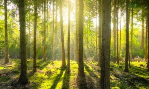 ഉപയോഗശൂന്യമായ ചുണ്ണാമ്പുഖനിയിൽ മനുഷ്യനിർമിത വനം സൃഷ്ടിക്കാനൊരുങ്ങി ഛത്തിസ്​ഗഢ്​