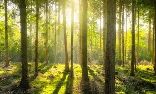 ഉപയോഗശൂന്യമായ ചുണ്ണാമ്പുഖനിയിൽ മനുഷ്യനിർമിത വനം സൃഷ്ടിക്കാനൊരുങ്ങി ഛത്തിസ്​ഗഢ്​