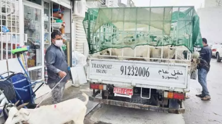 ബലിയർപ്പിക്കാനുള്ള ആടുകളുടെ വിൽപന സജീവം ബലിയർപ്പിക്കാനുള്ള ആടുകളുടെ വിൽപന സജീവം