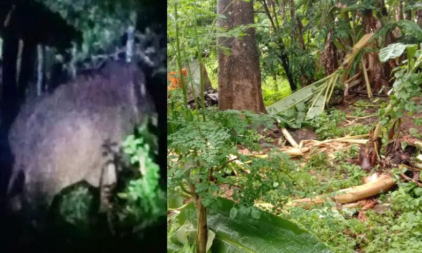 meppadi elephant meppadi elephant