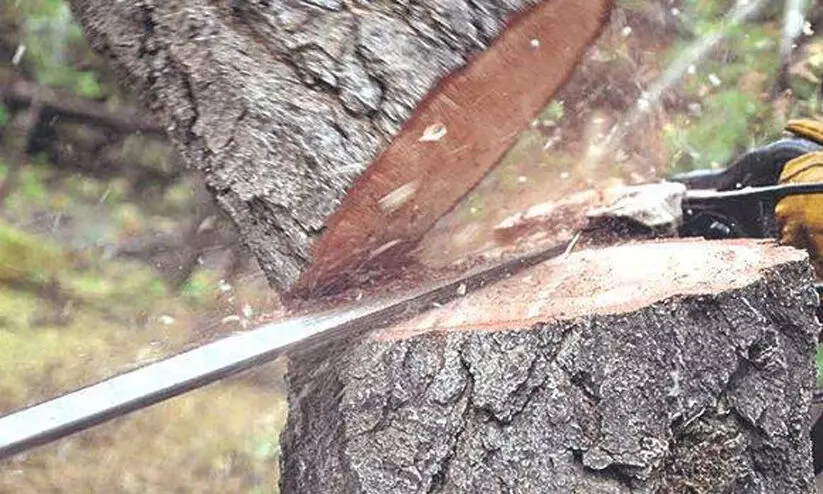 മുറിക്കുന്നതിനിടെ മരം ദേഹത്ത് വീണ് തൊഴിലാളി മരിച്ചു മുറിക്കുന്നതിനിടെ മരം ദേഹത്ത് വീണ് തൊഴിലാളി മരിച്ചു