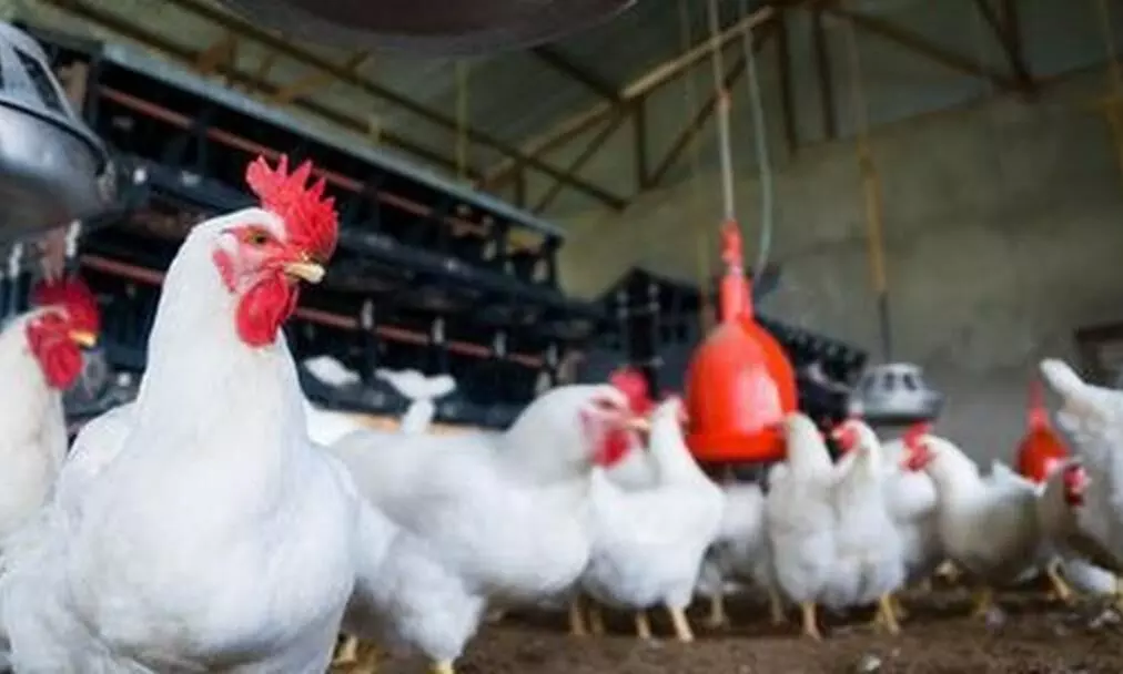 ഉദ്യോഗസ്ഥർ പീഡിപ്പിക്കുന്നു; ചിക്കന് സ്റ്റാളുകള് അടച്ചിടുമെന്ന് വ്യാപാരികള് ഉദ്യോഗസ്ഥർ പീഡിപ്പിക്കുന്നു; ചിക്കന് സ്റ്റാളുകള് അടച്ചിടുമെന്ന് വ്യാപാരികള്