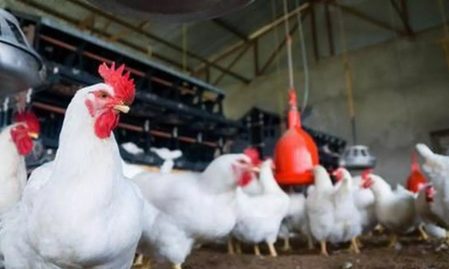 ഉദ്യോഗസ്ഥർ പീഡിപ്പിക്കുന്നു; ചിക്കന്‍ സ്റ്റാളുകള്‍ അടച്ചിടുമെന്ന് വ്യാപാരികള്‍