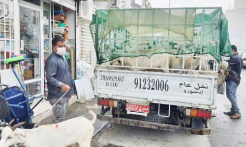 ബ​ലി​യ​ർ​പ്പി​ക്കാ​നു​ള്ള ആ​ടു​ക​ളു​ടെ വി​ൽ​പ​ന സ​ജീ​വം