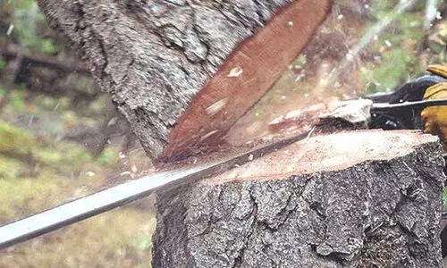 മു​റി​ക്കു​ന്ന​തി​നി​ടെ മ​രം ദേ​ഹ​ത്ത് വീ​ണ് തൊ​ഴി​ലാ​ളി മ​രി​ച്ചു