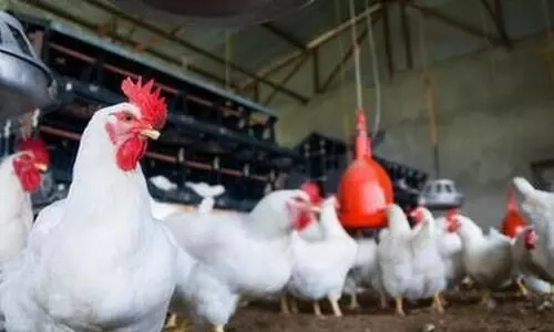 ഉദ്യോഗസ്ഥർ പീഡിപ്പിക്കുന്നു; ചിക്കന്‍ സ്റ്റാളുകള്‍ അടച്ചിടുമെന്ന് വ്യാപാരികള്‍