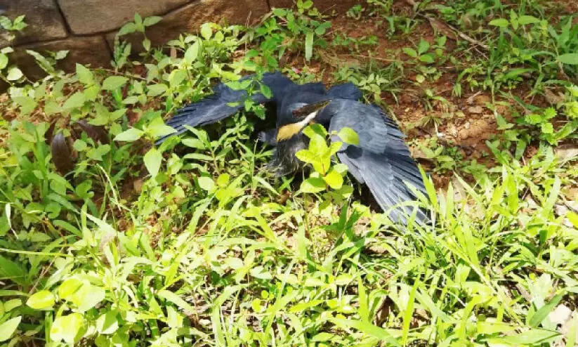 കൂത്താളിയിൽ കരിങ്കൊച്ചയെ കണ്ടെത്തി കൂത്താളിയിൽ കരിങ്കൊച്ചയെ കണ്ടെത്തി