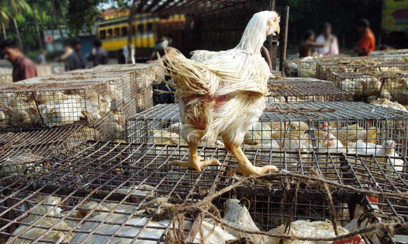 വില വര്ധന: ചിക്കന് സ്റ്റാളുകളിൽ പരിശോധന; പ്രതിഷേധവുമായി വ്യാപാരികൾ വില വര്ധന: ചിക്കന് സ്റ്റാളുകളിൽ പരിശോധന; പ്രതിഷേധവുമായി വ്യാപാരികൾ