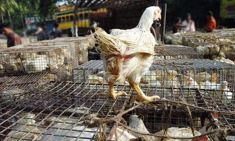 വില വര്ധന: ചിക്കന് സ്റ്റാളുകളിൽ പരിശോധന; പ്രതിഷേധവുമായി വ്യാപാരികൾ വില വര്ധന: ചിക്കന് സ്റ്റാളുകളിൽ പരിശോധന; പ്രതിഷേധവുമായി വ്യാപാരികൾ